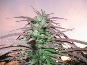 Photo Courtesy of the Southern Humboldt Seeds